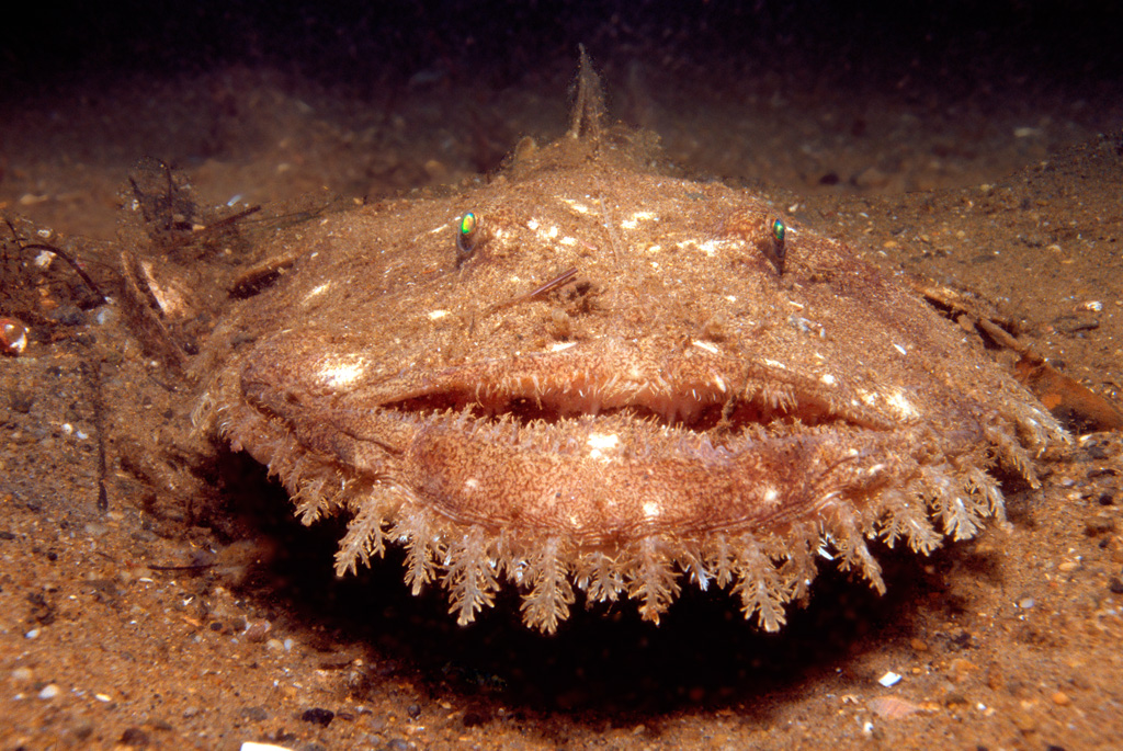 Mid-Atlantic Marine Fish