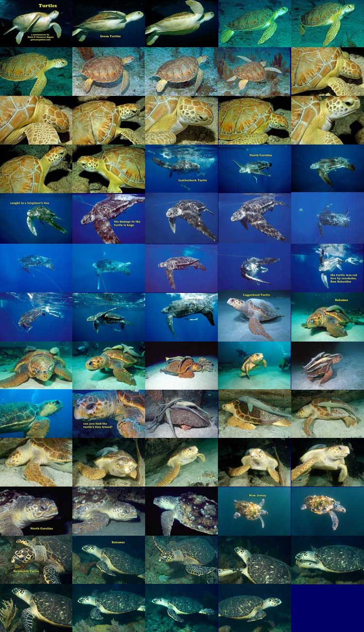 Manatee Screen Saver Preview