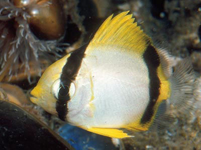 spotfin butterflyfish