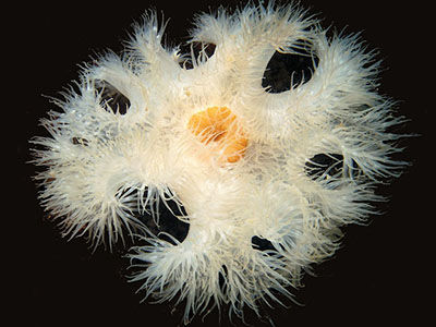 frilled anemone