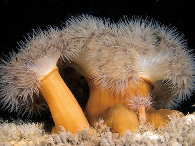 frilled anemones