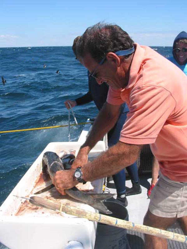 blue shark diving in Rhode Island