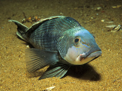 black seabass