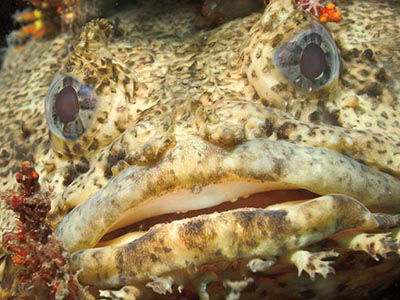 oyster toadfish