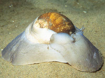 moon snail