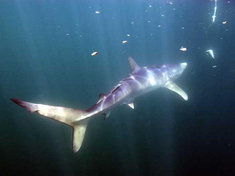 blue shark off Rhode Island