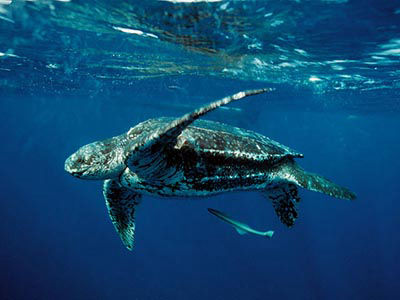 leatherback turtle