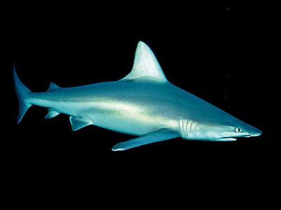 sandbar shark