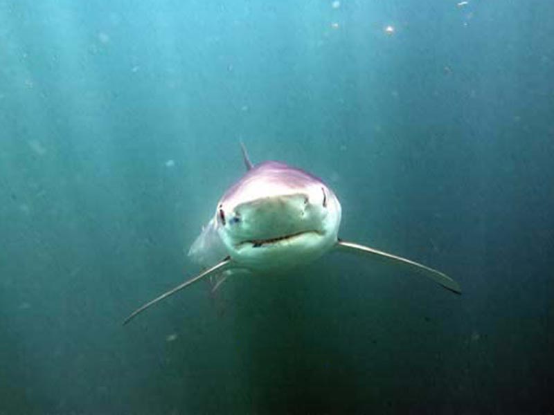 blue shark off Rhode Island