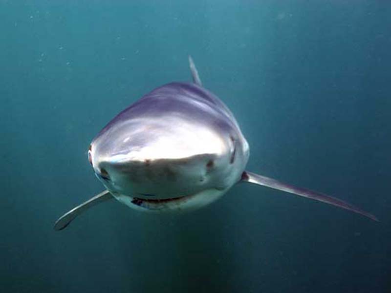 blue shark off Rhode Island