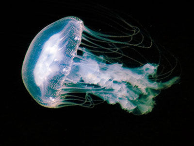 sea nettle