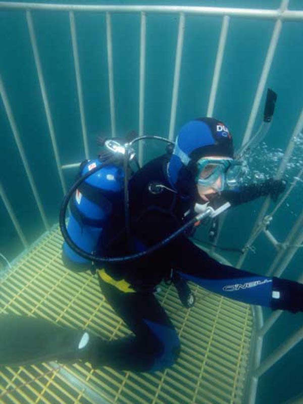 blue shark diving in Rhode Island