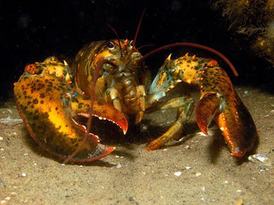 North American lobster