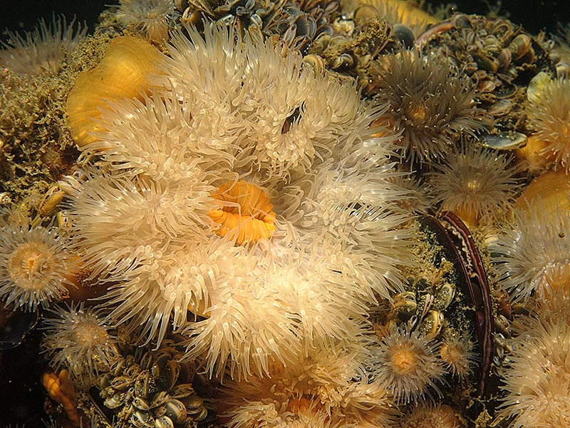 Frilled anemones with blue mussels