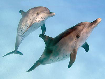 spotted dolphins