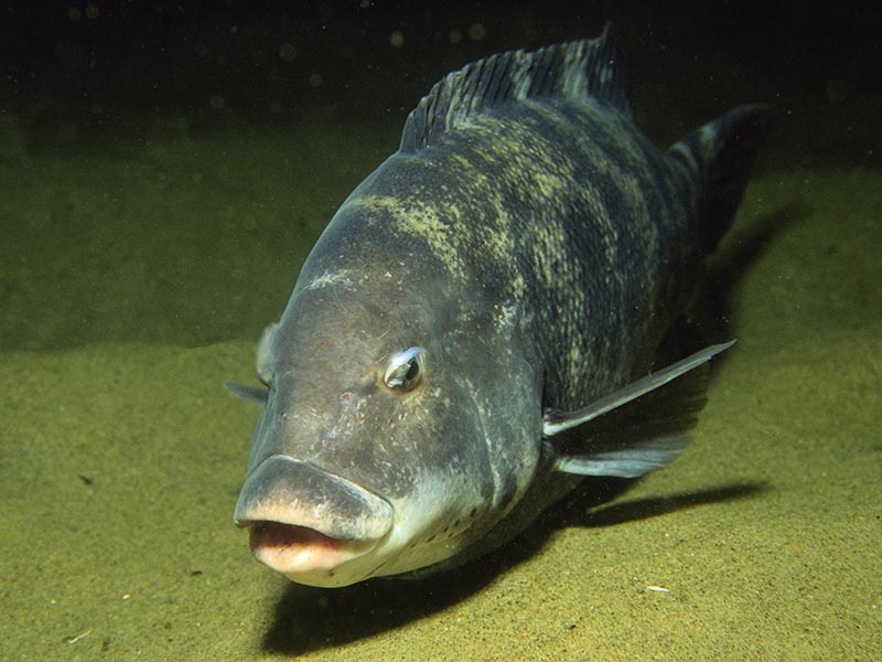 Blackfish tautog