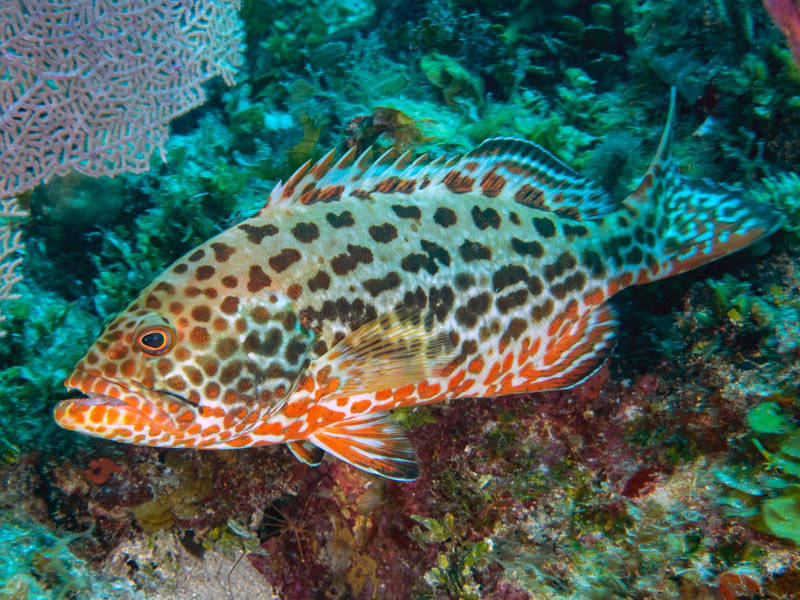 yellowfin grouper
