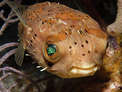 balloonfish