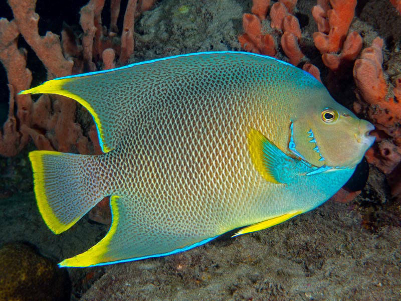 blue angelfish