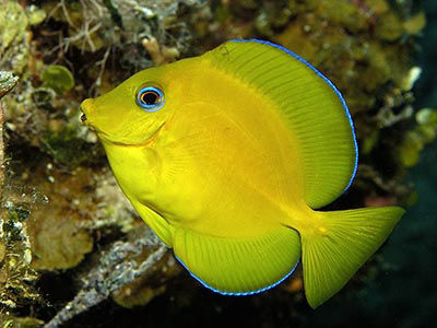 blue tang