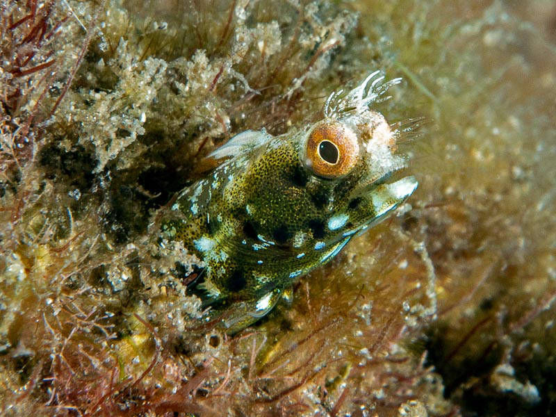 seaweed blenny