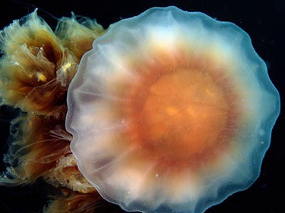 lion's mane jellyfish