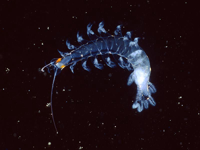 plankton worm