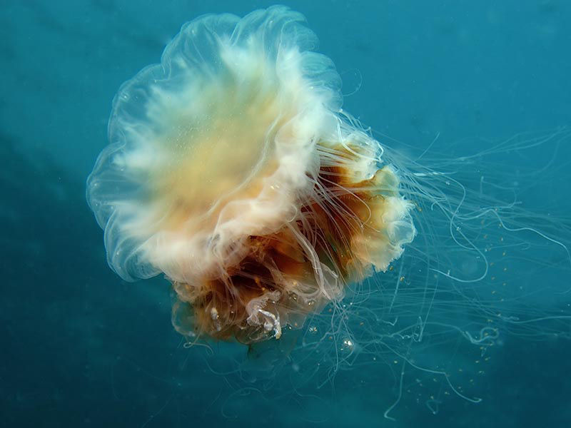 lion's mane jellyfish