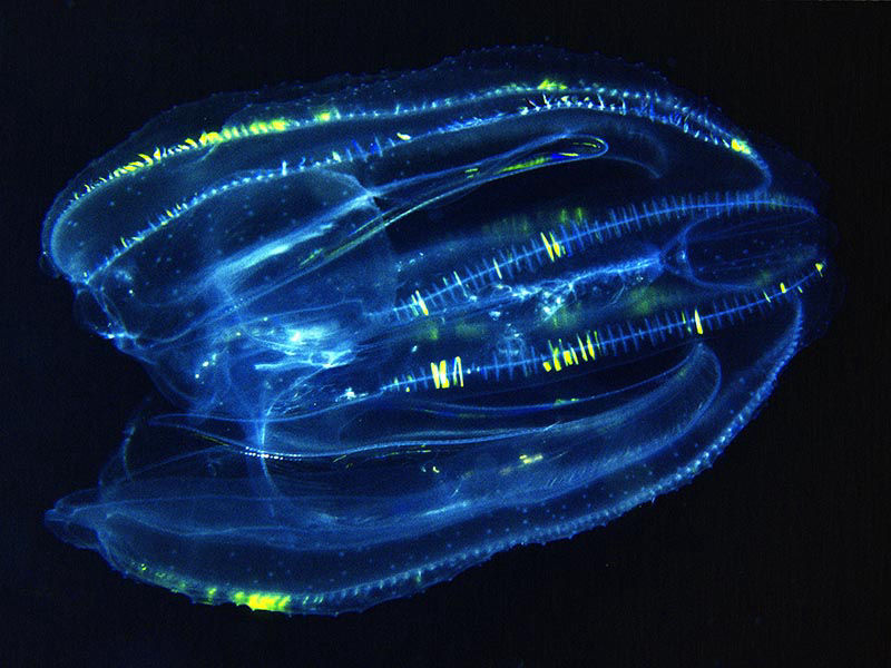 leidy's comb jelly