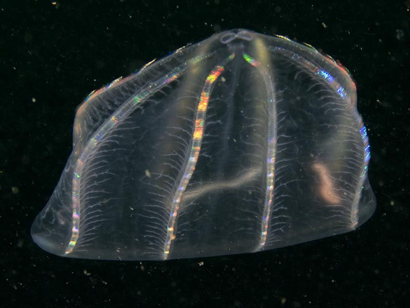 ovate comb jelly