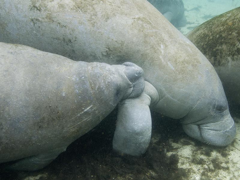 west indian manatee