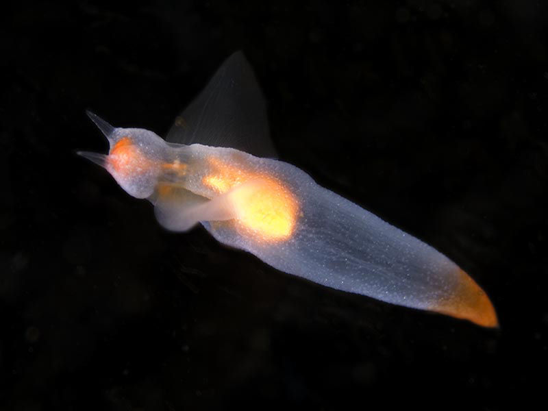 naked sea butterfly
