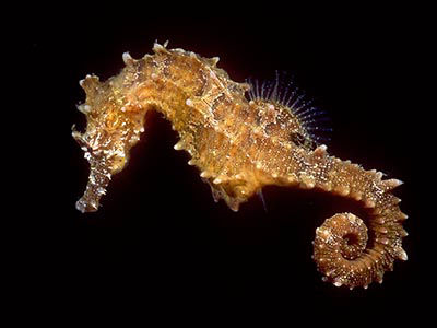 lined seahorse