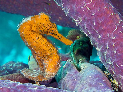 longsnout seahorse