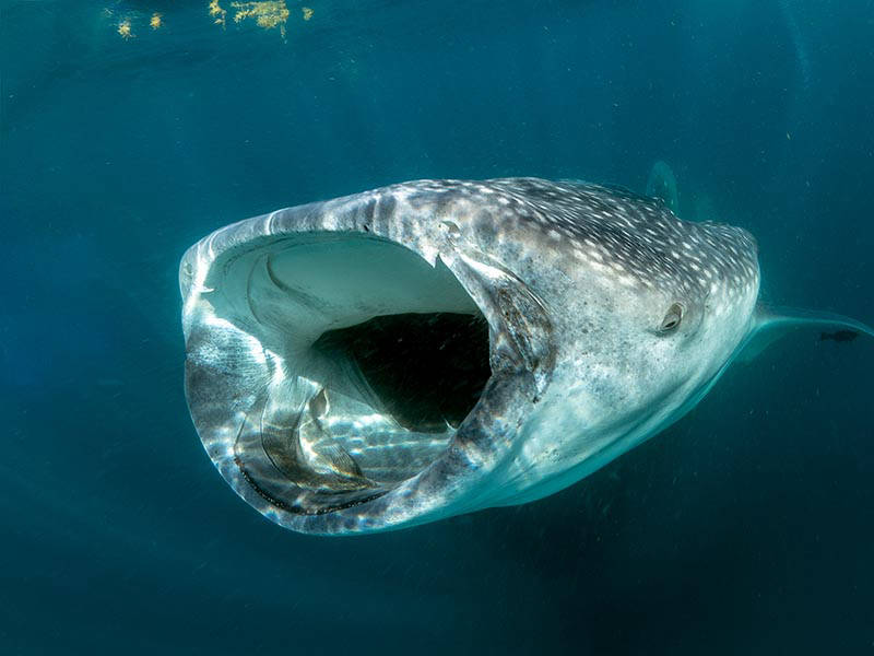 whale shark