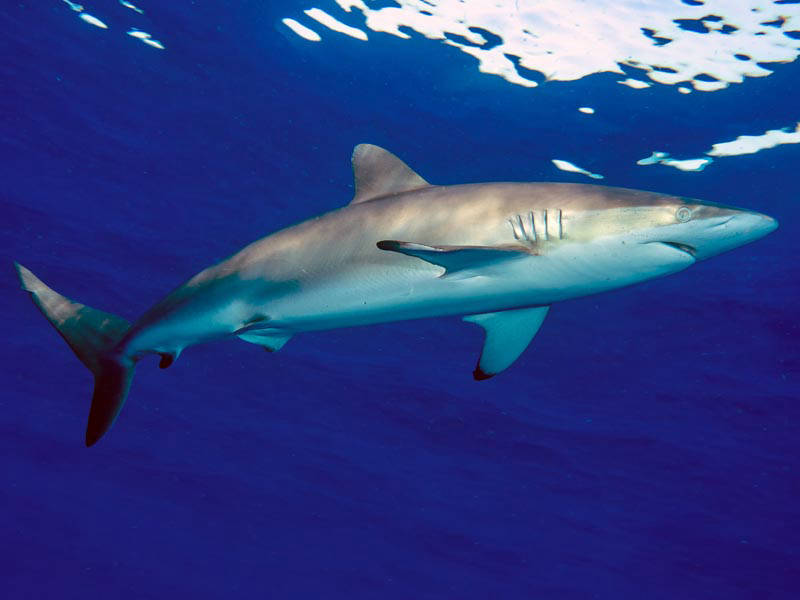 silky shark