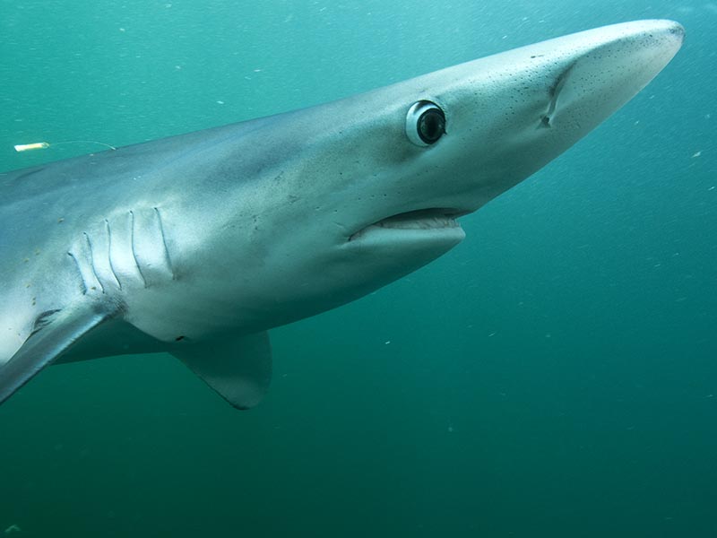 blue shark