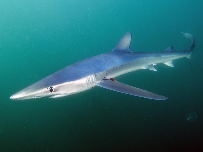 blue shark off Rhode Island