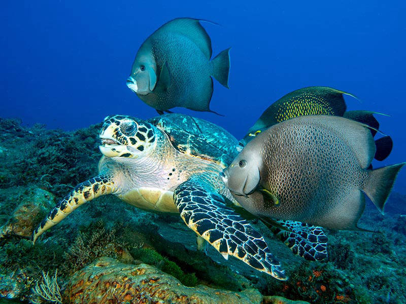 green turtle with French angelfish