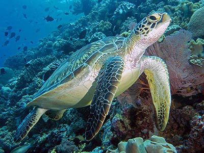 green turtle