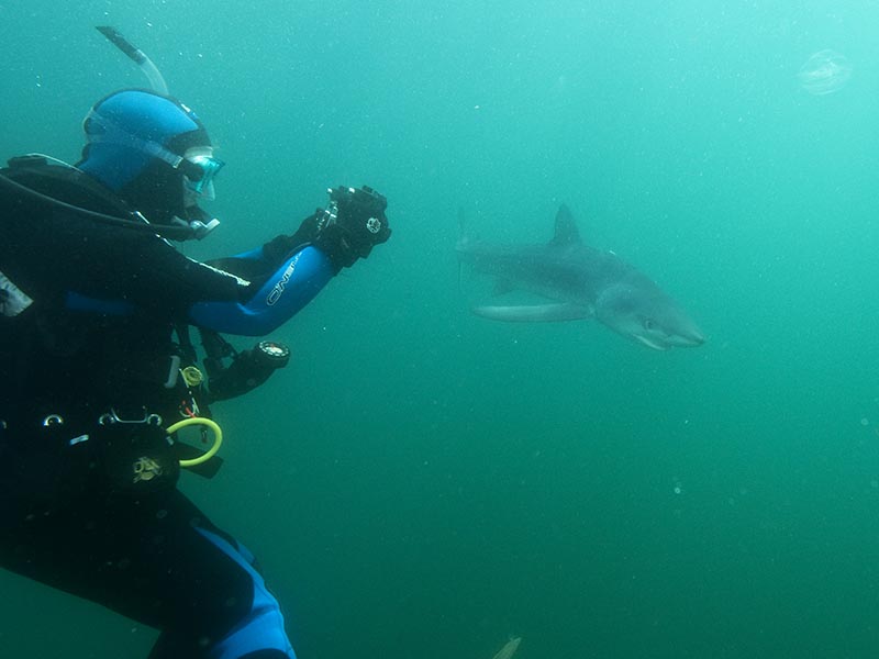beth dalzell photographs a blue shark