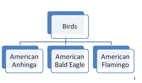 Birds Folder Example