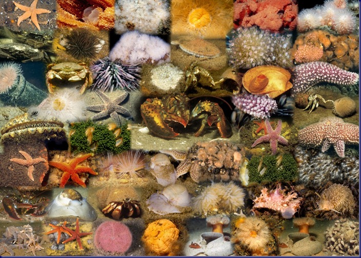 Marine Invertebrates Plants: Saltwater Invertebrates
