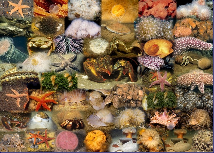 MA-Marine-Invertebrates