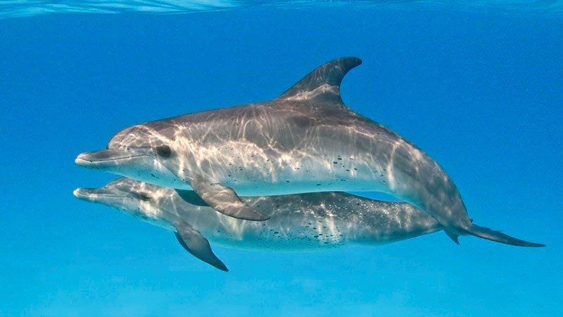 Atlantic Spotted Dolphin